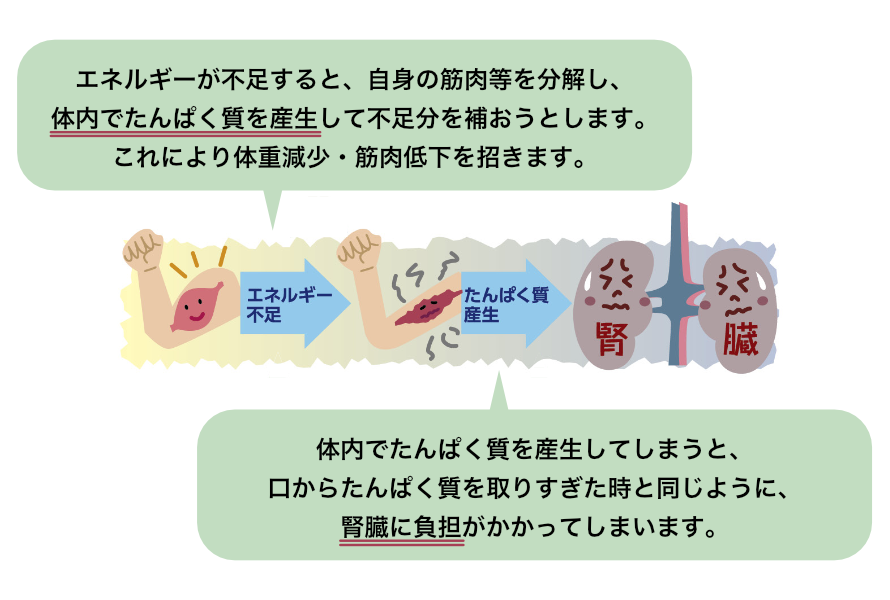エネルギーが不足すると、自身の筋肉等を分解し、体内でたんぱく質を産生して不足分を補おうとします。これにより体重減少・筋肉低下を招きます。体内でたんぱく質を産生してしまうと、口からたんぱく質を取りすぎた時と同じように、腎臓に負担がかかってしまいます。