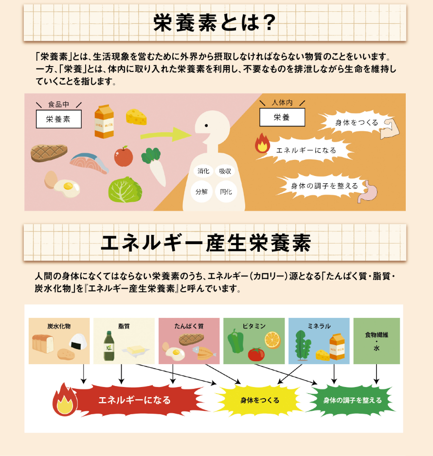 栄養素とは？「エネルギー産生栄養素