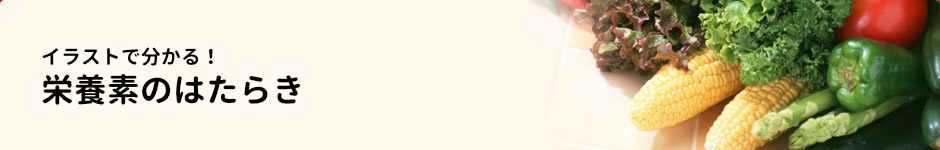 栄養素のはたらき