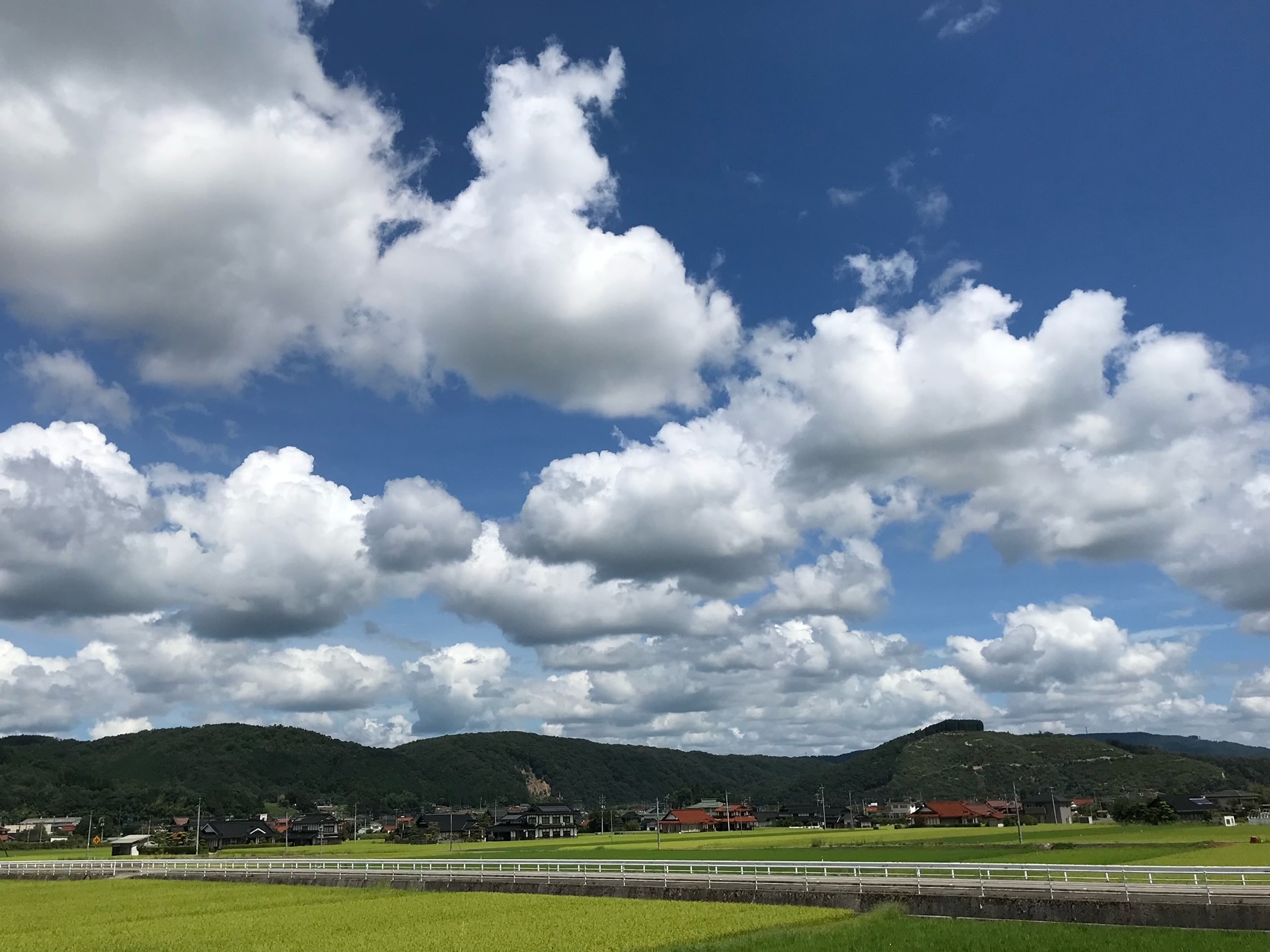 Brand profile kodama